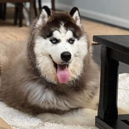 Siberian Husky All Grown Up from Joel's Husky Kennels