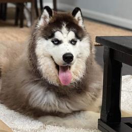 Siberian Husky All Grown Up from Joel's Husky Kennels