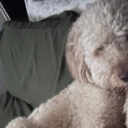 Goldendoodles from Oodles of Doodles LLC