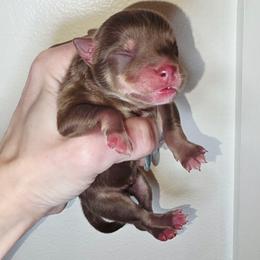 Porthos - Chocolate male Pomsky puppy in Christiana, Tennessee from Smoky Mountain Pomskies