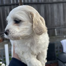Cockapoo and Pomeranian Puppies from Luna Kennel