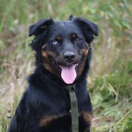 Esther Forever family Jan 2025. LakeStwvens wa - Black tri-color female Australian Shepherd puppy in Darrington, Washington from Cart River Aussies