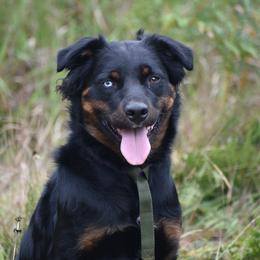 Esther Forever family Jan 2025. LakeStwvens wa - Black tri-color female Australian Shepherd puppy in Darrington, Washington from Cart River Aussies