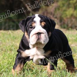 Bulldog Puppies from Magnificent Bulldogs