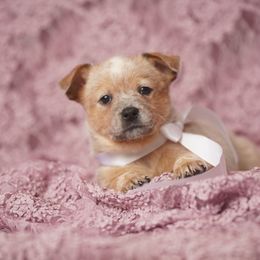 Australian Cattle Dog and Collie Puppies from Blackberry Hills