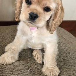 Cocker Spaniel Puppies from Ozark Haven Farm