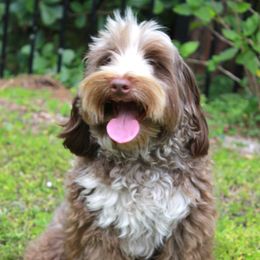 Sally - Australian Labradoodle