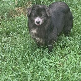 Sumo - Miniature American Shepherd