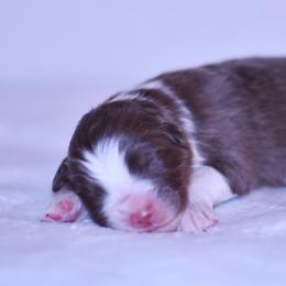 Marche - Red tri-color male Australian Shepherd puppy in Easton, Missouri from MMA Kennel