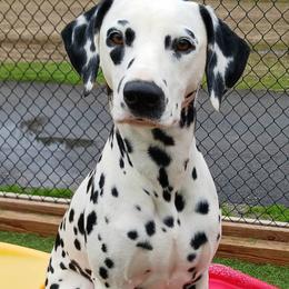 Kimber - Dalmatian