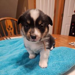 Monica - Black and tan female Pembroke Welsh Corgi puppy in New Douglas, Illinois from Millerbaughs Country Corgis