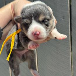 Waffles (gold) - Blue male Pembroke Welsh Corgi puppy in East Oakdale, California from Rhettro Kennels