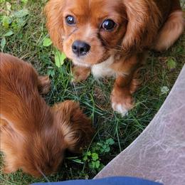 Orange collared girl - Ruby female Cavalier King Charles Spaniel puppy in Manchester, New Hampshire from Evergreen Cavaliers