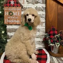 Poodle Puppies from Angies Standard Poodles