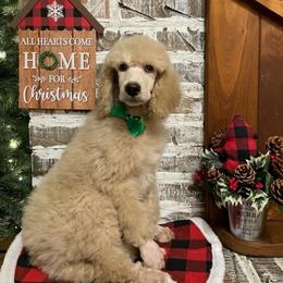 Poodle Puppies from Angies Standard Poodles