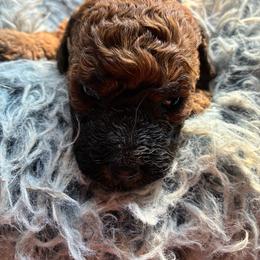 Deep mahogany Sable girl - Sable female Poodle puppy in Burien, Washington from South Sound Doodles