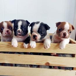 Australian Shepherd and Boston Terrier Puppies from Boston Tea Party Terriers