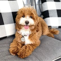 Basil - Goldendoodle