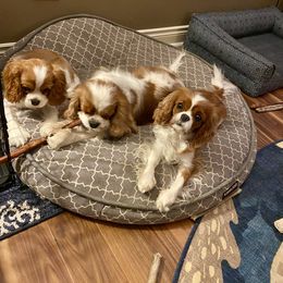 Cavalier King Charles Spaniel Puppies from Bella Fleur Cavaliers