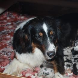 VIOLET - Australian Shepherd