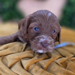 Gurri - Red  male Goldendoodle puppy in Decatur, Tennessee from Diamond's Doodles