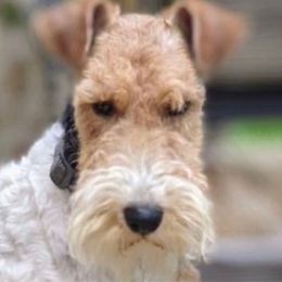 Brodie - Wire Fox Terrier