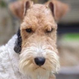Brodie - Wire Fox Terrier