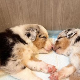 Miniature Australian Shepherds from Sunshine Aussies FL
