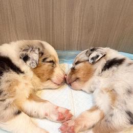 Miniature Australian Shepherds from Sunshine Aussies FL