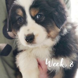 Australian Shepherd Puppies from NK Ranch Australian Shepherds