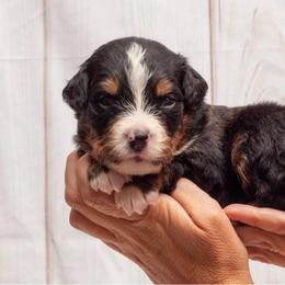 Orange Collar Male - Black rust and white male Bernese Mountain Dog puppy in Collinsville, Texas from Berner Dynasty