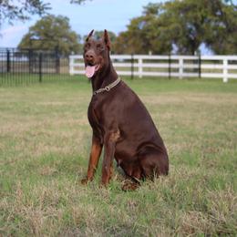 Piper - Red and rust female Doberman Pinscher puppy in Boyd, Texas from Team Feem Breeders