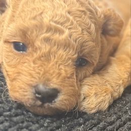 Braxton - Apricot male Poodle puppy in Taylorsville, North Carolina from SilverLining highlands and hounds