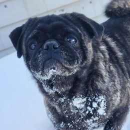 Ragnar  - Pug (Non-standard)