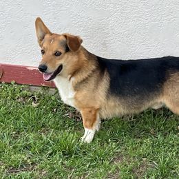 Cody - Pembroke Welsh Corgi