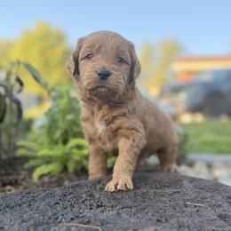 Kia - Red  male Goldendoodle puppy in Twin Falls, Idaho from Magic Valley Family Doodles