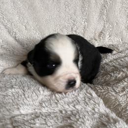 Shazam - Black Tri Male - Black tri male Miniature Australian Shepherd puppy in Taunton, Massachusetts from Checkered Flag Champions Mini Aussies