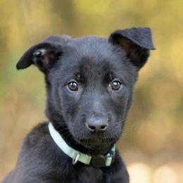 Belgian Malinois from Vanriothas
