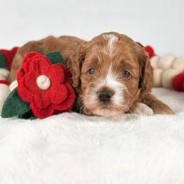 Cypher - Red and white male Cockapoo puppy in Pledger, Texas from Sugarbear Cockapoos