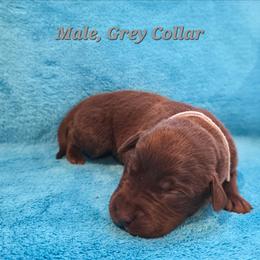 Goose - Chocolate male Labrador Retriever puppy in Caledonia, Ohio from 7Cs Labs