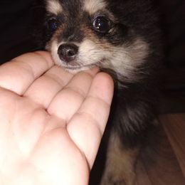 Boy white collar - Tri-colored male Pomeranian puppy in Parthenon, Arkansas from Michelle's Poms