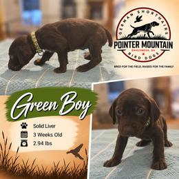 Green - Liver male German Shorthaired Pointer puppy in Dahlonega, Georgia from Pointer Mountain Bird Dogs