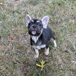 Stella - Black and tan female French Bulldog puppy in Springfield, Missouri from Taylor