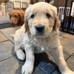 Waltz - Golden male Golden Retriever puppy in Salem, Oregon from Baker’s Goldens
