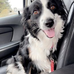 Tinker - Australian Shepherd