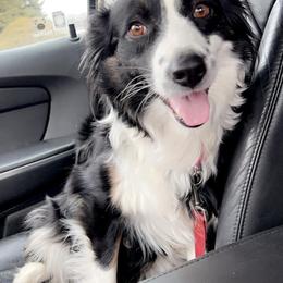 Tinker - Australian Shepherd