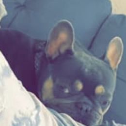 French Bulldogs from Sawyer's Frenchies