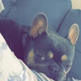 French Bulldogs from Sawyer's Frenchies
