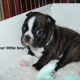 Boston Terrier Puppies from Achates Bostons
