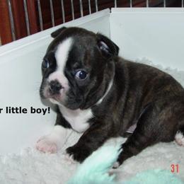 Boston Terrier Puppies from Achates Bostons